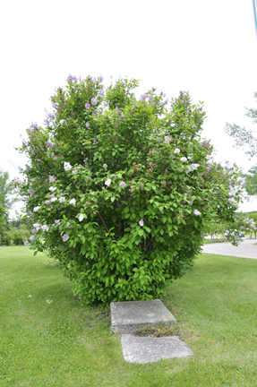 Karen Duquette's favorite tree is the lilac tree